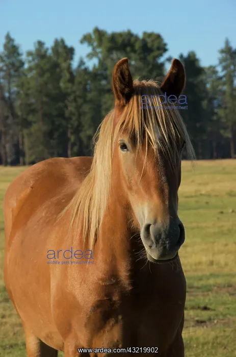: USA, Oregon, Sisters, Close-up of horse : USA, Oregon, Sisters, Close-up of horse