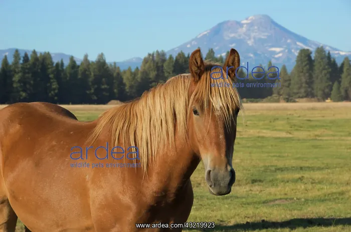 : USA, Oregon, Sisters, view of Three Sisters : USA, Oregon, Sisters, view of Three Sisters