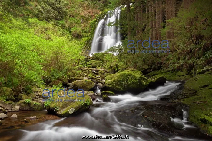 : USA, Oregon, Siuslaw National Forest. Upper Kentucky : USA, Oregon, Siuslaw National Forest. Upper Kentucky