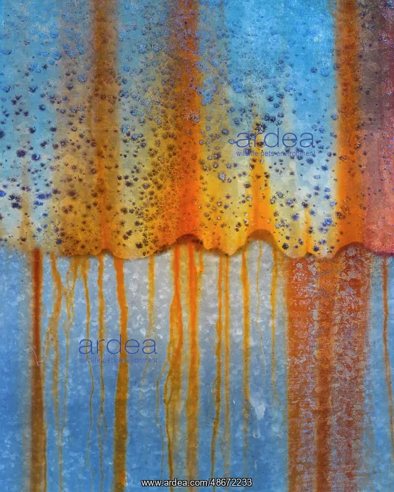 : USA, Oregon, Tillamook. Rust patterns on old farm machinery : USA, Oregon, Tillamook. Rust patterns on old farm machinery
