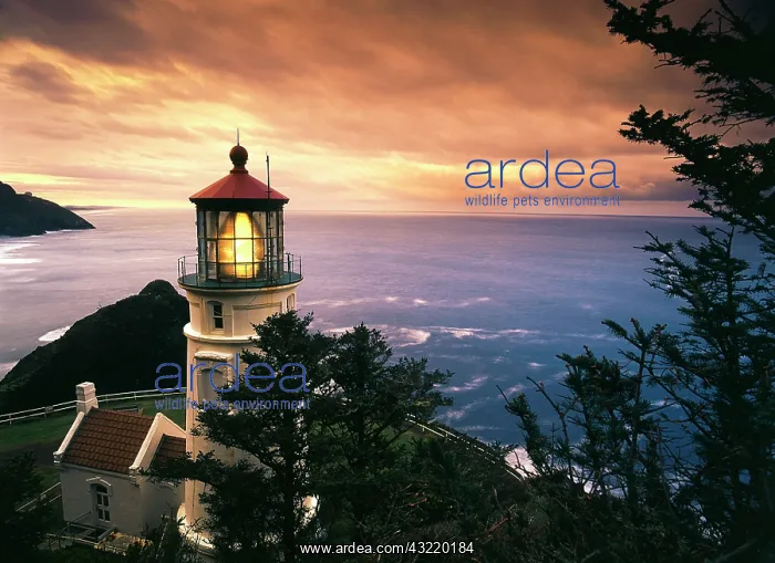 : USA, Oregon, View of Heceta Head Lighthouse : USA, Oregon, View of Heceta Head Lighthouse
