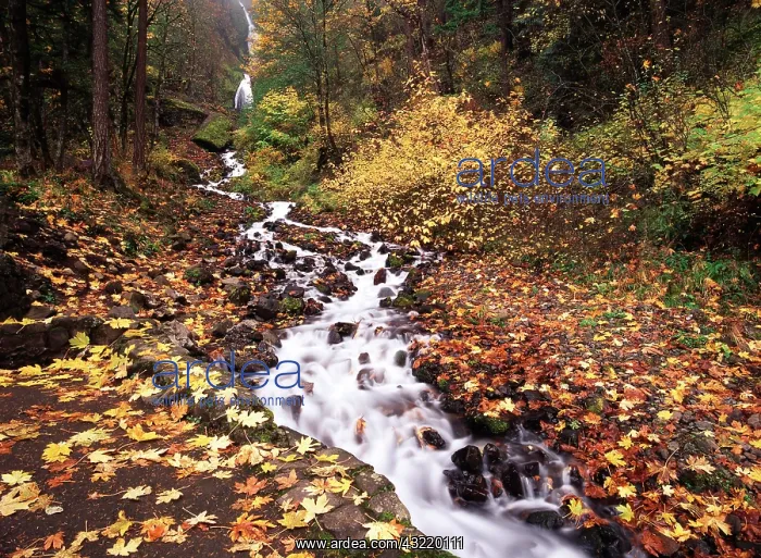 : USA, Oregon, View of Wahkeena Falls at Columbia : USA, Oregon, View of Wahkeena Falls at Columbia