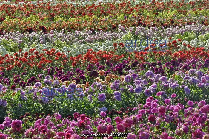 : USA, Oregon, Wilsonville. Dahlia field layering : USA, Oregon, Wilsonville. Dahlia field layering