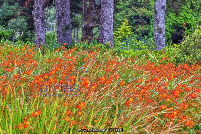 : Usa, Oregon, Yachats. Plantings : Usa, Oregon, Yachats. Plantings