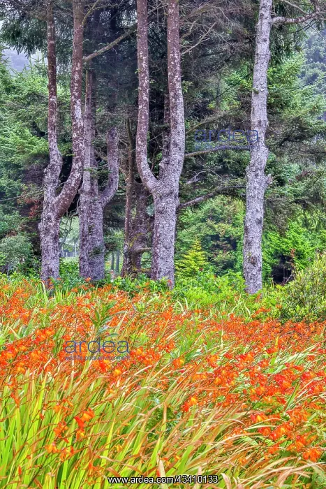 : Usa, Oregon, Yachats. Plantings : Usa, Oregon, Yachats. Plantings