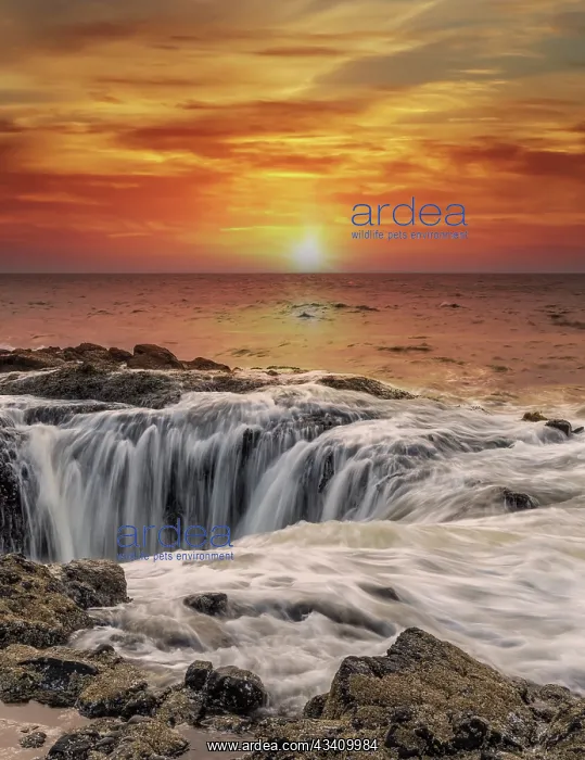 : Usa, Oregon, Yachats. Thor's Well, Waves Crashing : Usa, Oregon, Yachats. Thor's Well, Waves Crashing