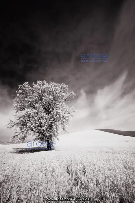  : USA, Palouse Country, Infrared Palouse fields and lone tree