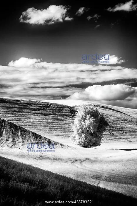 : USA, Palouse Country, Washington State. Infrared : USA, Palouse Country, Washington State. Infrared