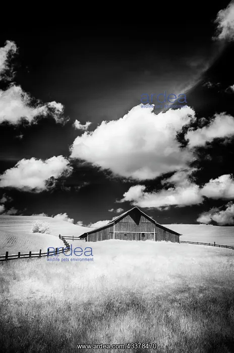 : USA, Palouse Country, Washington State, Infrared : USA, Palouse Country, Washington State, Infrared
