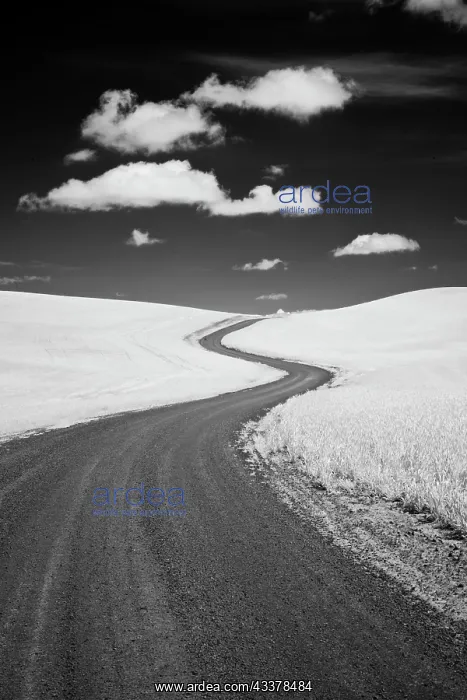 : USA, Palouse Country, Washington State, Infrared : USA, Palouse Country, Washington State, Infrared