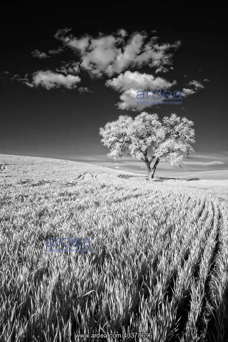 : USA, Palouse Country, Washington State, Infrared : USA, Palouse Country, Washington State, Infrared