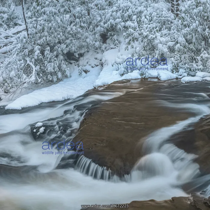 : USA, Pennsylvania, Delaware Water Gap. Stream rapids and : USA, Pennsylvania, Delaware Water Gap. Stream rapids and
