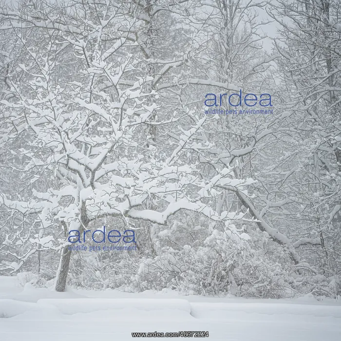 : USA, Pennsylvania, Delaware Water Gap. Snow-covered forest : USA, Pennsylvania, Delaware Water Gap. Snow-covered forest