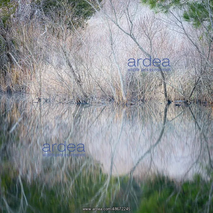 : USA, Pennsylvania, Delaware Water Gap. Frosty winter trees : USA, Pennsylvania, Delaware Water Gap. Frosty winter trees