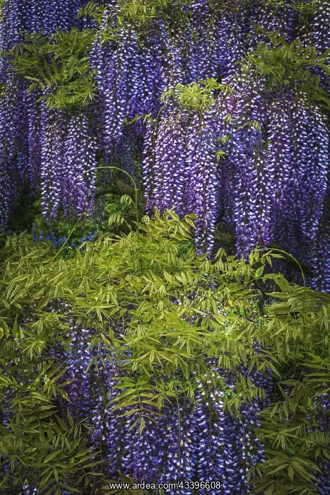 : USA, Pennsylvania, Longwood Gardens. Wisteria trees : USA, Pennsylvania, Longwood Gardens. Wisteria trees