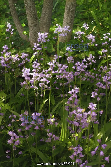 : USA, Pennsylvania, Longwood Gardens. Bluebell flowers in : USA, Pennsylvania, Longwood Gardens. Bluebell flowers in