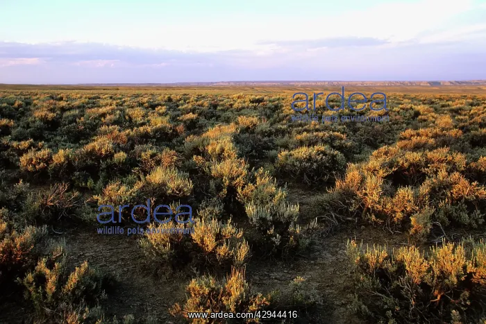  : USA - Prairie in Wyoming