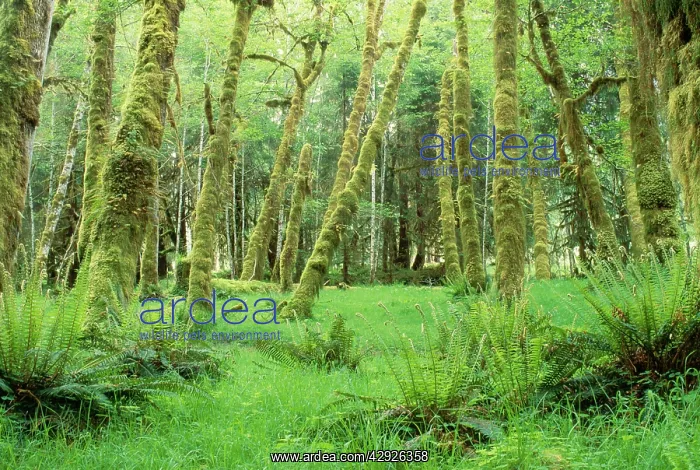 : USA - Rainforest Succession Growth of Cottonwoods and Alders : USA - Rainforest Succession Growth of Cottonwoods and Alders