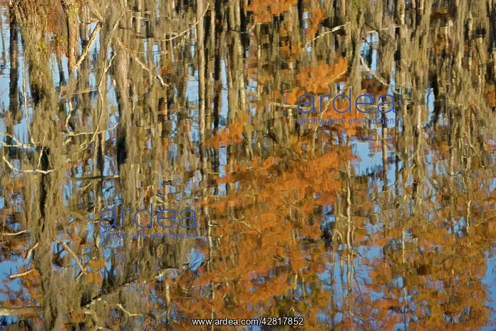 : USA - Reflection of Bald Cypress Trees in Swamp : USA - Reflection of Bald Cypress Trees in Swamp