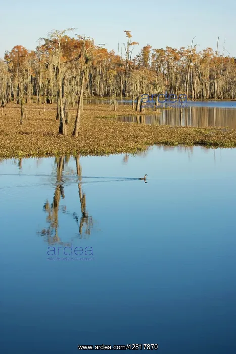 : USA - Reflection of Bald Cypress Trees in Swamp : USA - Reflection of Bald Cypress Trees in Swamp