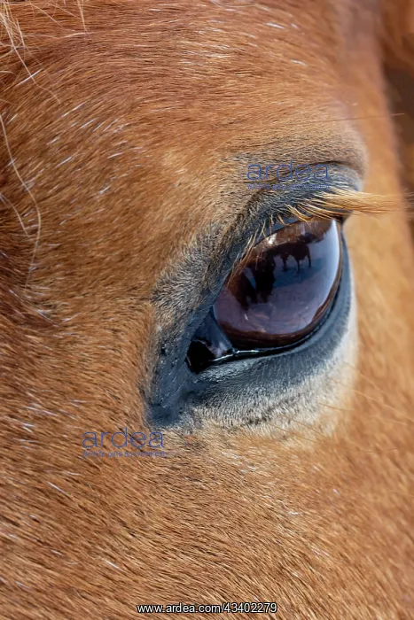  : USA, Shell, Wyoming. Hideout Ranch close-up of horses