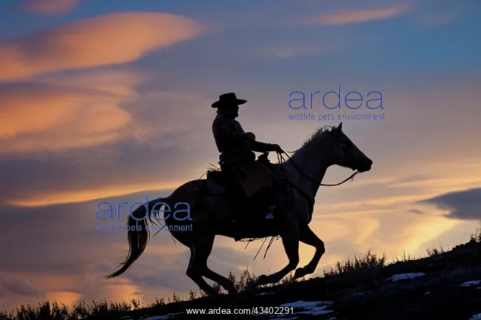 : USA, Shell, Wyoming. Hideout Ranch cowboy on horseback : USA, Shell, Wyoming. Hideout Ranch cowboy on horseback
