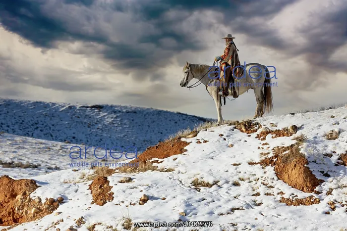 : USA, Shell, Wyoming. Hideout Ranch cowgirl on horseback : USA, Shell, Wyoming. Hideout Ranch cowgirl on horseback