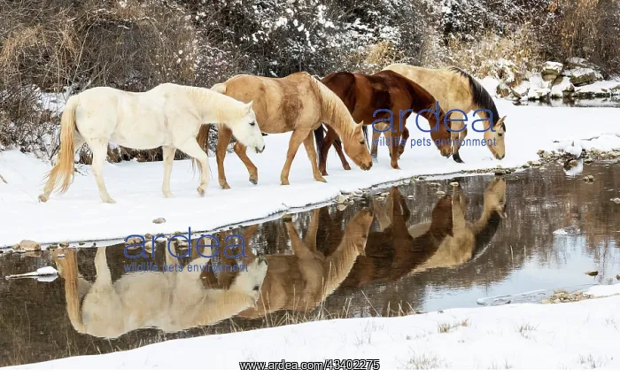 : USA, Shell, Wyoming. Hideout Ranch horses in reflection : USA, Shell, Wyoming. Hideout Ranch horses in reflection