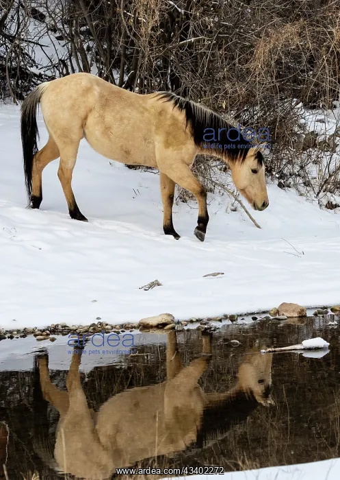: USA, Shell, Wyoming. Hideout Ranch lone horse in : USA, Shell, Wyoming. Hideout Ranch lone horse in