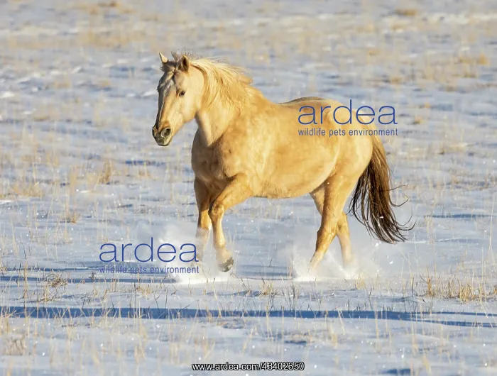 : USA, Shell, Wyoming. Hideout Ranch lone horse in : USA, Shell, Wyoming. Hideout Ranch lone horse in