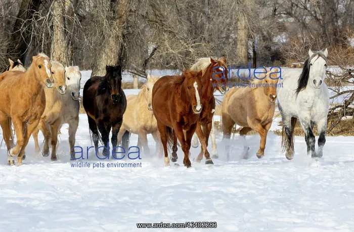 : USA, Shell, Wyoming. Hideout Ranch with small herd : USA, Shell, Wyoming. Hideout Ranch with small herd