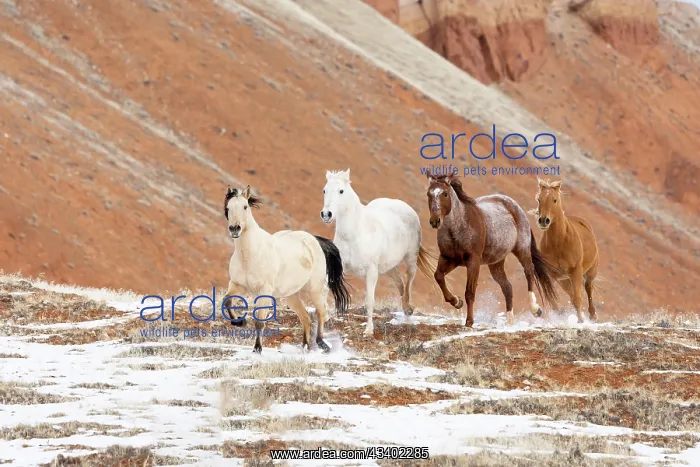 : USA, Shell, Wyoming. Hideout Ranch with small herd : USA, Shell, Wyoming. Hideout Ranch with small herd