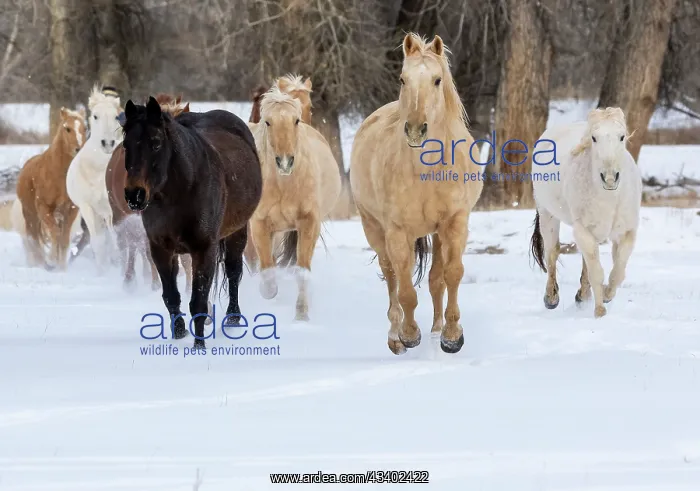 : USA, Shell, Wyoming. Hideout Ranch with small herd : USA, Shell, Wyoming. Hideout Ranch with small herd