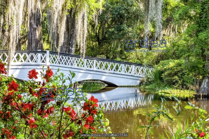 : USA, South Carolina, Charleston. Magnolia Plantation : USA, South Carolina, Charleston. Magnolia Plantation