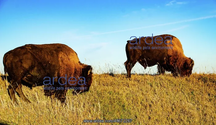 : USA, South Dakota, Wall, Badlands National Park, North : USA, South Dakota, Wall, Badlands National Park, North