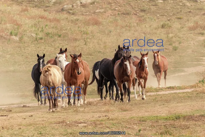 : USA, South Dakota. Wild horses : USA, South Dakota. Wild horses