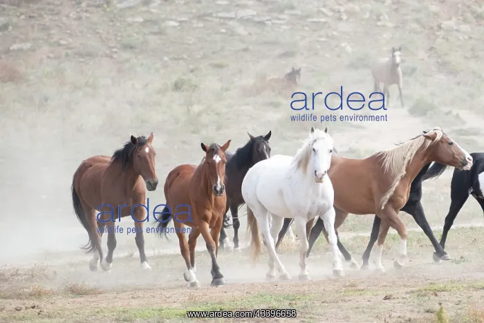 : USA, South Dakota. Wild horses : USA, South Dakota. Wild horses