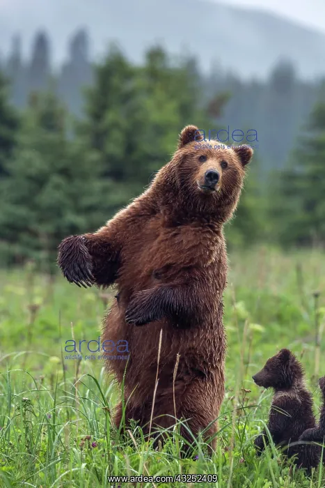 : USA, Southeast Alaska, Brown Bear and cub : USA, Southeast Alaska, Brown Bear and cub