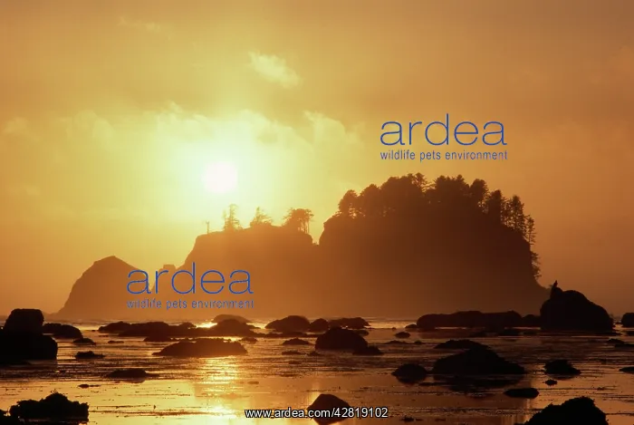 : USA - Sunset, sea stacks : USA - Sunset, sea stacks
