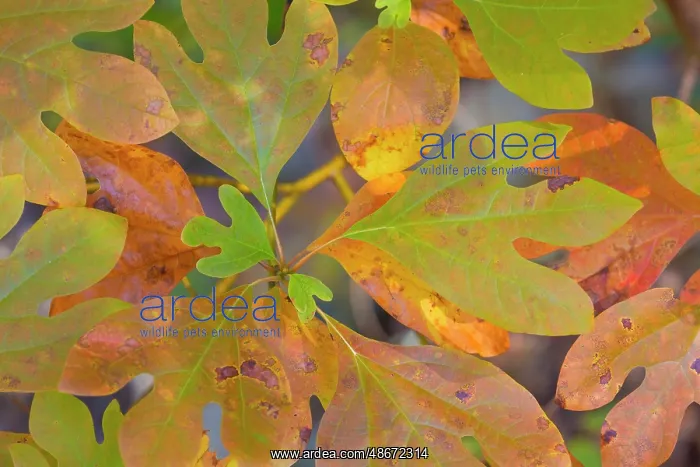 : USA, Tennessee, Cherokee National Forest. Close-up of : USA, Tennessee, Cherokee National Forest. Close-up of