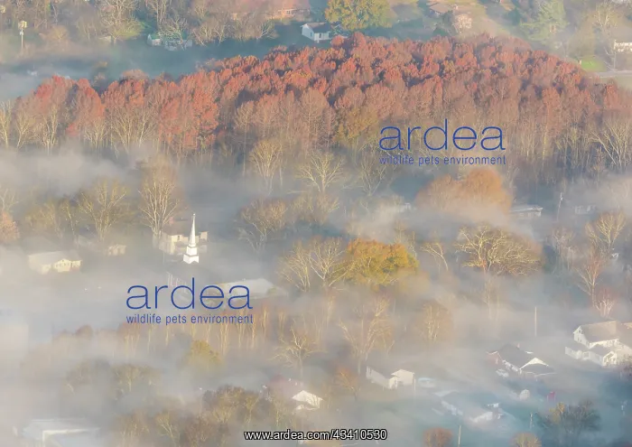 : USA, Tennessee. Church steeple rises above fog : USA, Tennessee. Church steeple rises above fog
