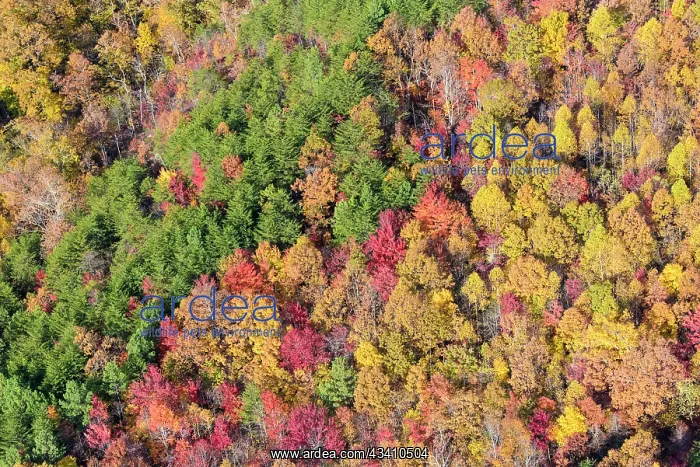 : USA, Tennessee. Evergreens contrast to dramatic fall color : USA, Tennessee. Evergreens contrast to dramatic fall color