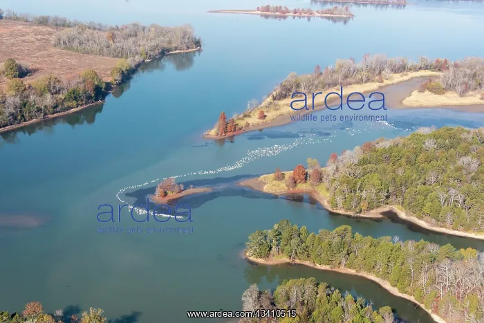 : USA, Tennessee. White pelicans curve around islet : USA, Tennessee. White pelicans curve around islet
