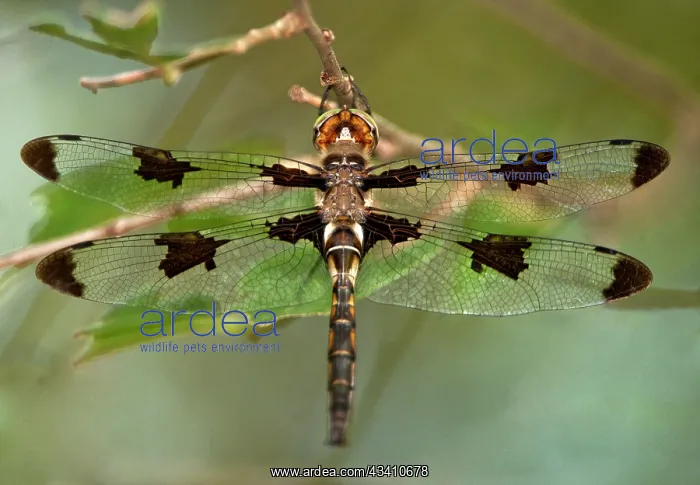 : USA, Texas, Austin. Male prince baskettail dragonfly : USA, Texas, Austin. Male prince baskettail dragonfly