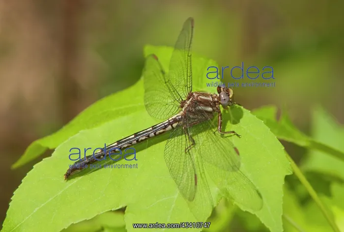  : USA, Texas. Female ashy clubtail dragonfly on leaf