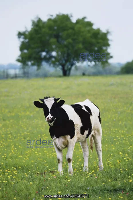 : USA, Texas, Lytle, Cow in field of Wildflowers : USA, Texas, Lytle, Cow in field of Wildflowers