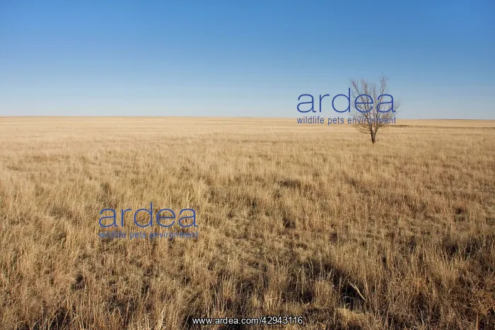 : USA - Texas Panhandle Prairie : USA - Texas Panhandle Prairie