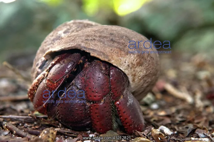 : USA, UK, USVI, BVI. Hermit crab of Virgin : USA, UK, USVI, BVI. Hermit crab of Virgin