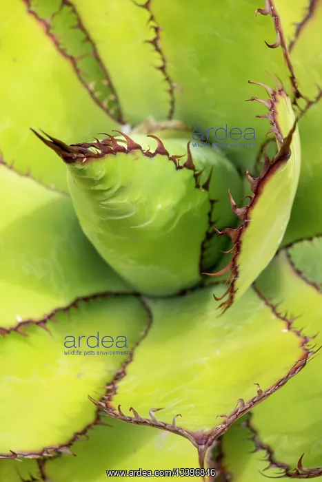 : USA, Utah. Agave detail, Red Butte Gardens : USA, Utah. Agave detail, Red Butte Gardens