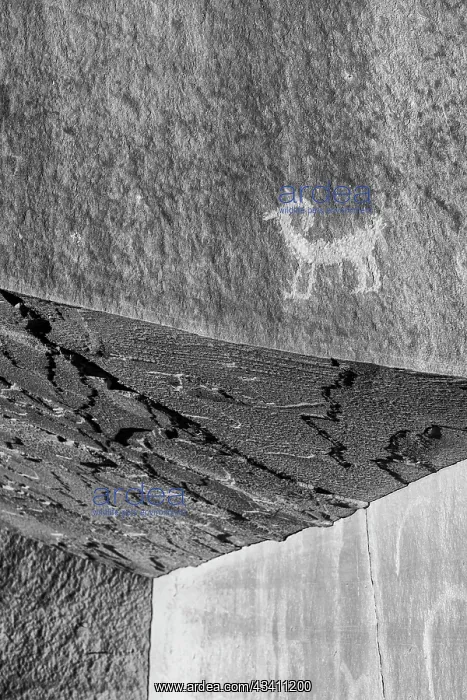 : USA, Utah. Ancient petroglyphs in Kane Creek Canyon : USA, Utah. Ancient petroglyphs in Kane Creek Canyon